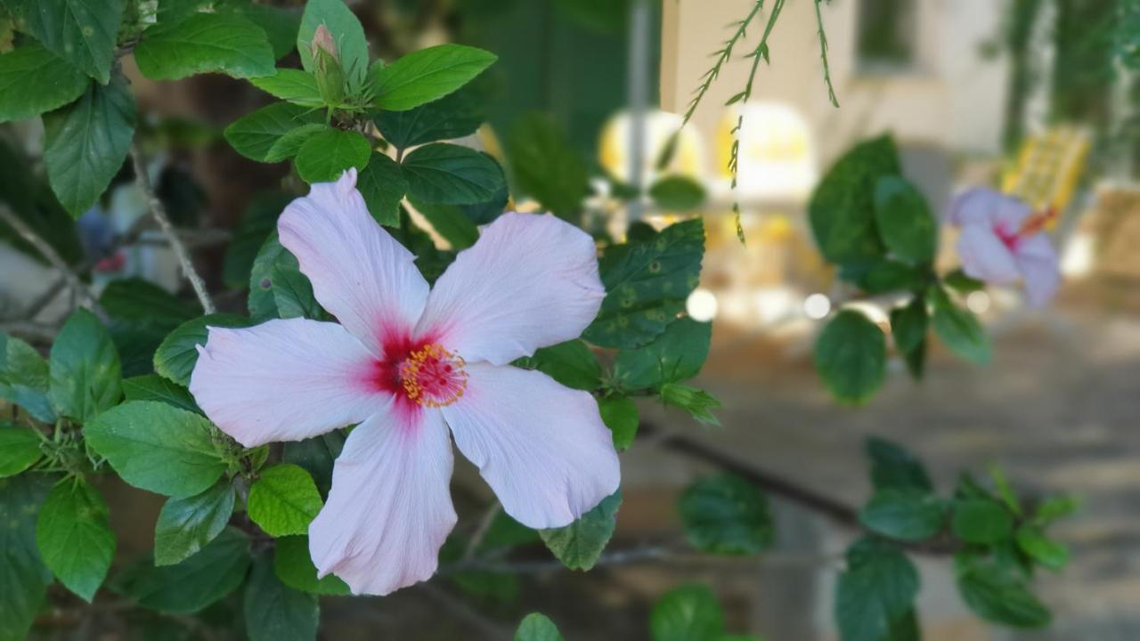 فيلا Casa Ibiscus مارسالا المظهر الخارجي الصورة
